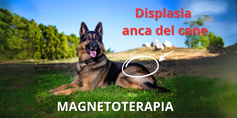 CANE CON DISPLASIA ANCA